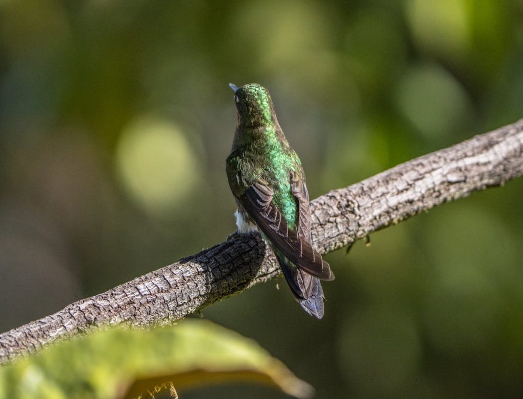 Do Hummingbirds Play, or Are They Fighting